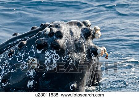 Humpback Whale View Large Photo Image Stock Photography - Humpback Whale. Fotosearch