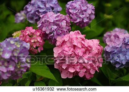 Hydrangea Flowers View Large Photo Image Stock Image - Hydrangea Flowers. Fotosearch