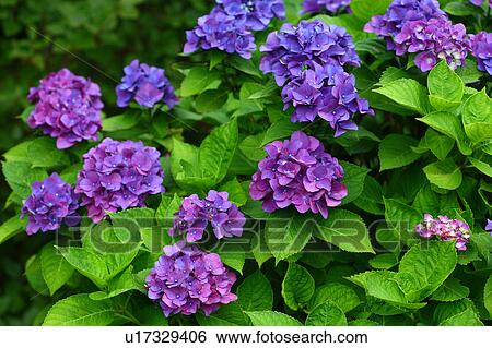 Stock Photograph - Hydrangea Flowers. Fotosearch