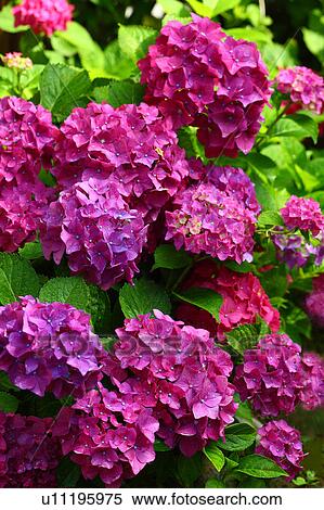 Stock Photography - Hydrangea Flowes. Fotosearch