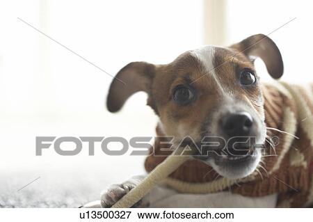 Jack Russel Terrier Chewing Toy View Large Photo Image Stock Photo - Jack Russel Terrier Chewing Toy. Fotosearch