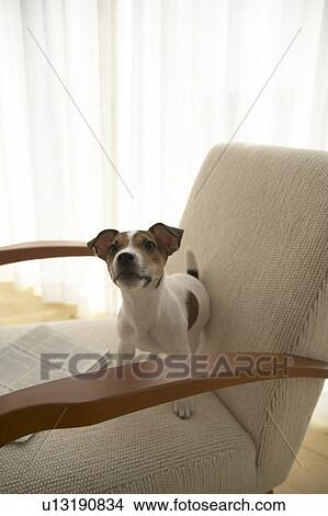 Jack Russel Terrier on Armchair View Large Photo Image Picture - Jack Russel Terrier on Armchair. Fotosearch