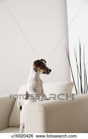 Stock Photograph - Jack Russell on Armchair. Fotosearch