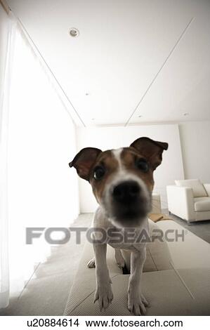 Picture - Jack Russell on Sofa and Looking at Camera. Fotosearch
