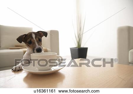 Stock Image - Jack Russell Terrier at Coffee Table. Fotosearch