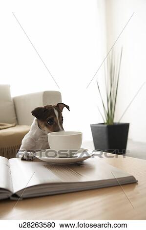 Jack Russell Terrier at Coffee Table View Large Photo Image Stock Image - Jack Russell Terrier at Coffee Table. Fotosearch