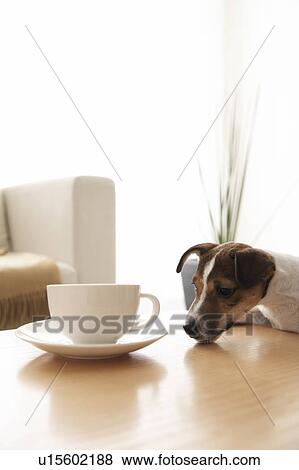 Stock Photo - Jack Russell Terrier at Coffee Table. Fotosearch