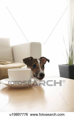 Jack Russell Terrier at Coffee Table View Large Photo Image Stock Photograph - Jack Russell Terrier at Coffee Table. Fotosearch