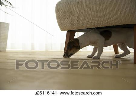 Jack Russell Terrier Below Armchair View Large Photo Image Stock Image - Jack Russell Terrier Below Armchair. Fotosearch