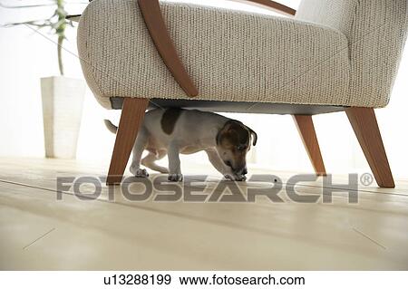 Jack Russell Terrier Below Armchair View Large Photo Image Stock Photo - Jack Russell Terrier Below Armchair. Fotosearch