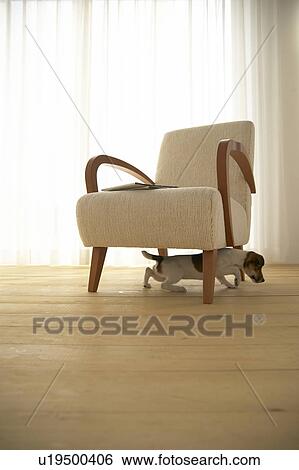 Stock Photograph - Jack Russell Terrier Below Armchair. Fotosearch