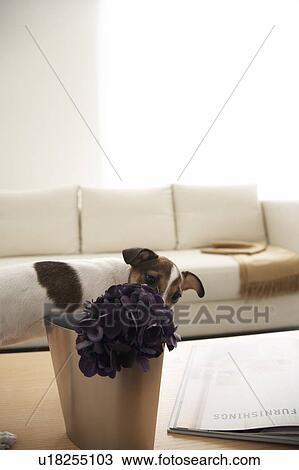 Stock Image - Jack Russell Terrier by Flower Vase. Fotosearch