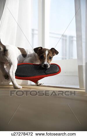 Stock Image - Jack Russell Terrier Carrying Slipper. Fotosearch