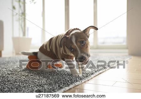 Stock Photo - Jack Russell Terrier Chewing Toy and Looking Up. Fotosearch