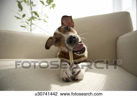 Stock Image - Jack Russell Terrier Chewing Toy. Fotosearch