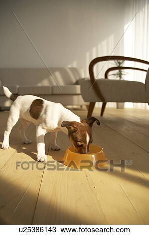Stock Image - Jack Russell Terrier Eating. Fotosearch