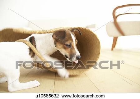 Jack Russell Terrier in Basket View Large Photo Image Stock Image - Jack Russell Terrier in Basket. Fotosearch