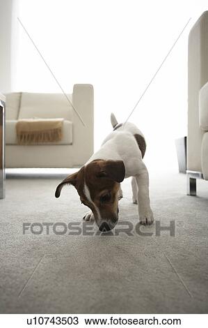 Stock Image - Jack Russell Terrier in Living Room. Fotosearch