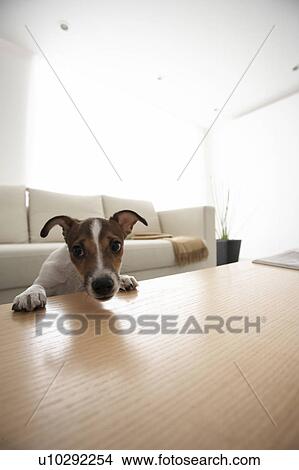 Jack Russell Terrier Leaning on Coffee Table View Large Photo Image Picture - Jack Russell Terrier Leaning on Coffee Table. Fotosearch