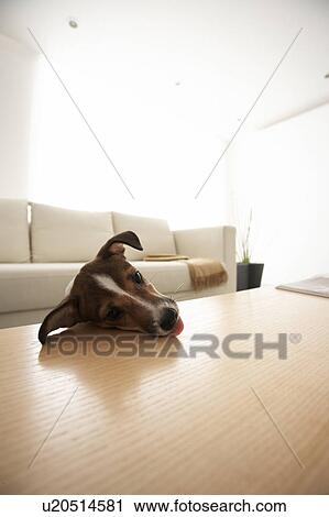 Jack Russell Terrier Leaning on Coffee Table View Large Photo Image Stock Image - Jack Russell Terrier Leaning on Coffee Table. Fotosearch