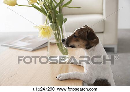 Stock Image - Jack Russell Terrier Leaning on Table. Fotosearch