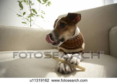 Jack Russell Terrier Licking Mouth View Large Photo Image Stock Image - Jack Russell Terrier Licking Mouth. Fotosearch