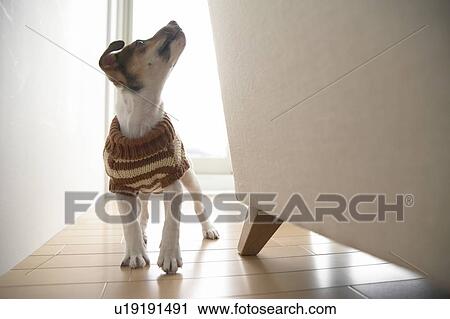 Jack Russell Terrier Looking Up At Sofa View Large Photo Image Stock Image - Jack Russell Terrier Looking Up At Sofa. Fotosearch
