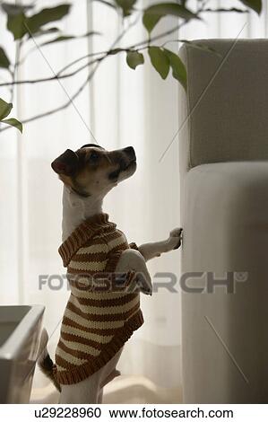 Jack Russell Terrier Looking Up At Sofa View Large Photo Image Stock Image - Jack Russell Terrier Looking Up At Sofa. Fotosearch