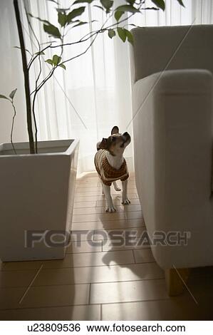 Jack Russell Terrier Looking Up At Sofa View Large Photo Image Stock Photograph - Jack Russell Terrier Looking Up At Sofa. Fotosearch