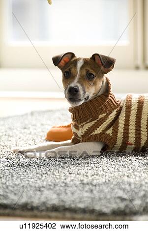 Stock Image - Jack Russell Terrier Lying on Carpet. Fotosearch