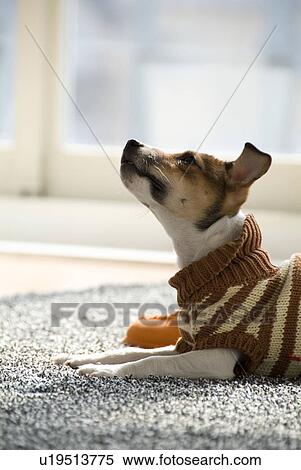 Stock Photography - Jack Russell Terrier Lying on Carpet. Fotosearch