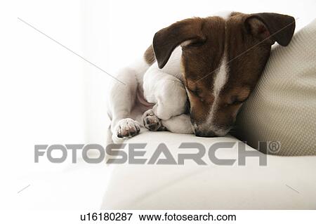 Stock Photo - Jack Russell Terrier Lying on Cushions. Fotosearch