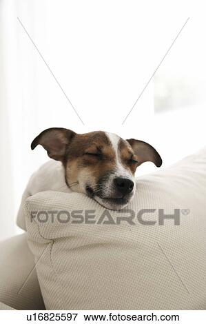 Jack Russell Terrier Lying on Cushions View Large Photo Image Stock Photo - Jack Russell Terrier Lying on Cushions. Fotosearch
