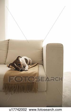 Jack Russell Terrier Lying on Sofa View Large Photo Image Stock Image - Jack Russell Terrier Lying on Sofa. Fotosearch