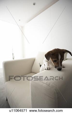 Stock Image - Jack Russell Terrier on Armchair. Fotosearch