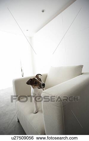 Jack Russell Terrier on Armchair View Large Photo Image Stock Photograph - Jack Russell Terrier on Armchair. Fotosearch
