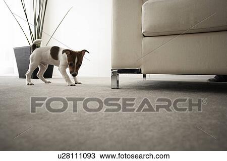 Stock Image - Jack Russell Terrier on Carpet, Low Angle View. Fotosearch