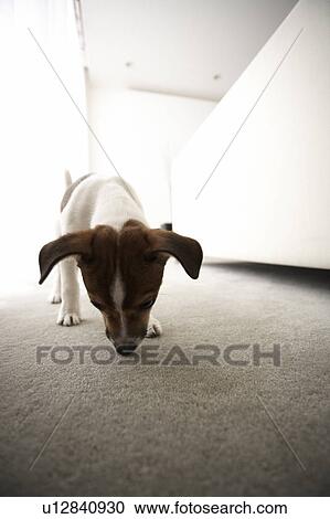 Stock Image - Jack Russell Terrier on Carpet. Fotosearch