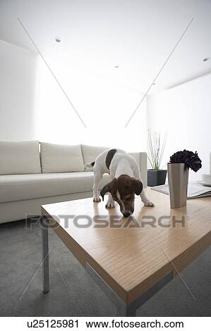 Jack Russell Terrier on Coffee Table View Large Photo Image Stock Image - Jack Russell Terrier on Coffee Table. Fotosearch