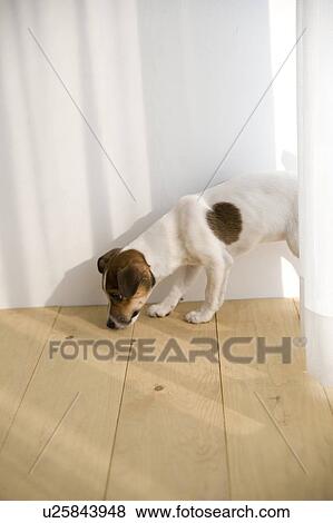 Stock Photo - Jack Russell Terrier on Hardwood Floor. Fotosearch