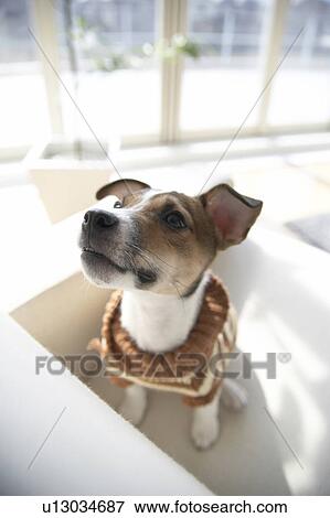 Stock Photo - Jack Russell Terrier on Sofa, High Angle View. Fotosearch