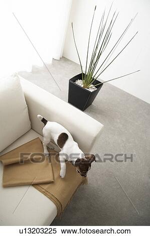Jack Russell Terrier on Sofa, High Angle View View Large Photo Image Stock Photography - Jack Russell Terrier on Sofa, High Angle View. Fotosearch