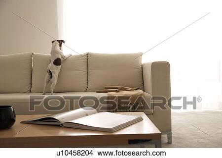 Jack Russell Terrier on Sofa View Large Photo Image Picture - Jack Russell Terrier on Sofa. Fotosearch