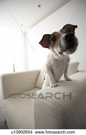 Jack Russell Terrier on Sofa View Large Photo Image Picture - Jack Russell Terrier on Sofa. Fotosearch