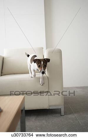 Jack Russell Terrier on Sofa View Large Photo Image Picture - Jack Russell Terrier on Sofa. Fotosearch