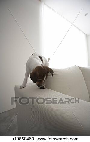 Jack Russell Terrier on Sofa View Large Photo Image Stock Image - Jack Russell Terrier on Sofa. Fotosearch