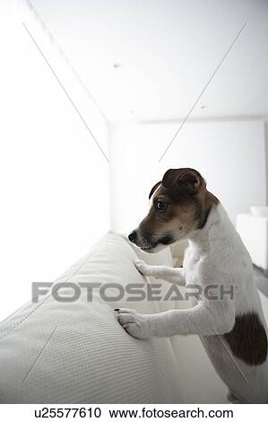 Jack Russell Terrier on Sofa View Large Photo Image Stock Image - Jack Russell Terrier on Sofa. Fotosearch
