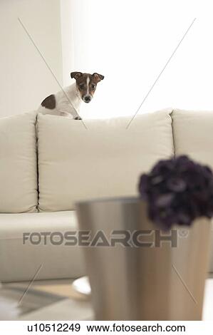 Jack Russell Terrier on Sofa View Large Photo Image Stock Photo - Jack Russell Terrier on Sofa. Fotosearch