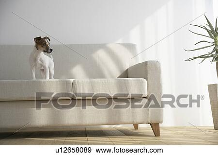 Stock Photo - Jack Russell Terrier on Sofa. Fotosearch