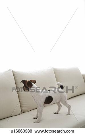 Jack Russell Terrier on Sofa View Large Photo Image Stock Photo - Jack Russell Terrier on Sofa. Fotosearch